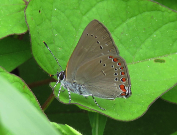 Coral Hairstreak